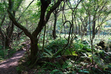 old trees and vines in wild forest
