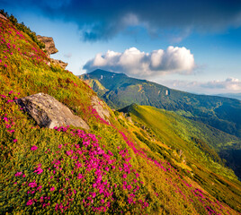 Astonishing summer view of fields of blooming rhododendron flowers. Sunny morning scene of Carpathian mountains, Ukraine, Europe. Beautiful summer scenery..