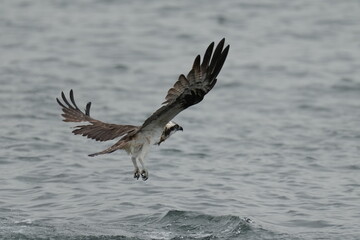 osprey is hunting a fish