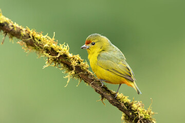 Spot-crowned euphonia (Euphonia imitans) is a species of bird in the family Fringillidae. It is found in Costa Rica and Panama. Its natural habitats are subtropical or tropical moist lowland forest 