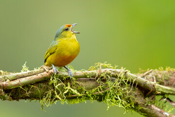 Spot-crowned euphonia (Euphonia imitans) is a species of bird in the family Fringillidae. It is found in Costa Rica and Panama. Its natural habitats are subtropical or tropical moist lowland forest 