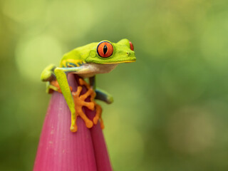 Agalychnis callidryas, commonly known as the red-eyed tree frog, is a species of frog in the subfamily Phyllomedusinae. It is native to forests from Central America to north-western South America.