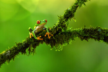 Agalychnis callidryas, commonly known as the red-eyed tree frog, is a species of frog in the subfamily Phyllomedusinae. It is native to forests from Central America to north-western South America.
