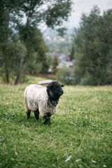 Obraz premium Portrait of a sheep standing in a herd. Lambs farm.