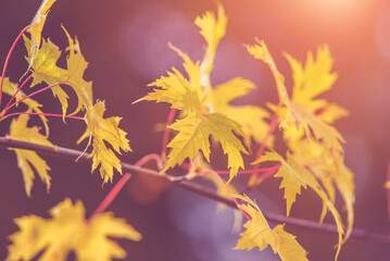 Fototapeta na wymiar Autumn background-yellow maple leaves in the city Park