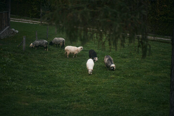 Group of young sheep eating grass at a farm