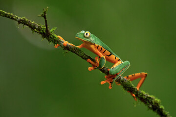 Cruziohyla calcarifer, the splendid leaf frog or splendid treefrog, is a species of tree frog of the subfamily Phyllomedusinae
