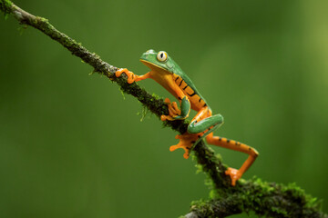 Cruziohyla calcarifer, the splendid leaf frog or splendid treefrog, is a species of tree frog of the subfamily Phyllomedusinae