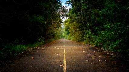 Blurred background, rural road with trees on the side of the road