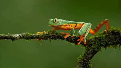 Cruziohyla calcarifer, the splendid leaf frog or splendid treefrog, is a species of tree frog of...