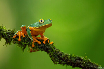 Cruziohyla calcarifer, the splendid leaf frog or splendid treefrog, is a species of tree frog of the subfamily Phyllomedusinae