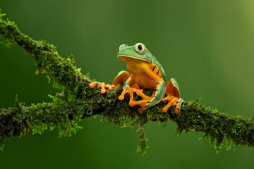 Cruziohyla calcarifer, the splendid leaf frog or splendid treefrog, is a species of tree frog of...