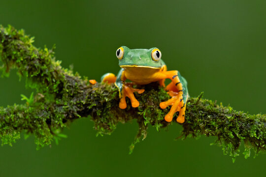 Große Froschaugen Des Tropischen Treefrog Stockbild - Bild von