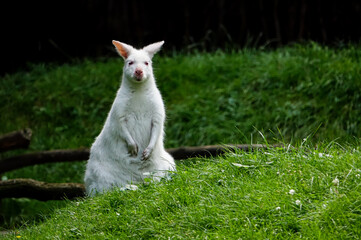 kangaroo in the grass , image taken in Hamm Zoo, north germany, europe