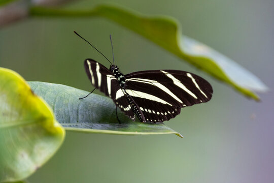 Ein Zebrafalter auf einem Blatt sitzend in der Draufsicht