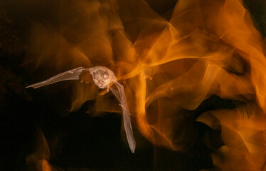 Bat flying night light effect