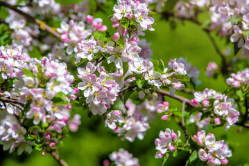 appletree blossom branch in the garden in spring
