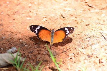 Fototapeta na wymiar Monarch Butterfly on red Sand Namibia Africa orange black