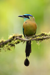 Lesson's motmot (Momotus lessonii) or the blue-diademed motmot, is a colorful near-passerine bird found in forests and woodlands of southern Mexico to western Panama.