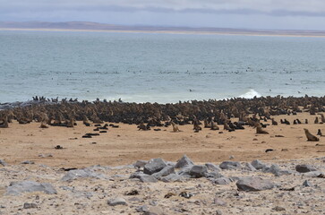 Fototapeta na wymiar Colony of Seals at Cape Cross Namibia Africa