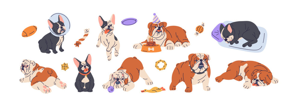 French and English bulldogs breeds set. Cute doggies eating from bowl, sleeping on pet bed, playing with toys. Canine activities. Funny puppies. Flat vector illustrations isolated on white background