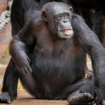 Closeup of a chimpanzee sitting on the ground in a zoo