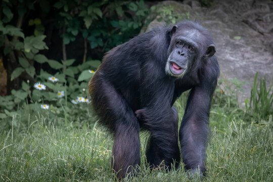 Chimpanzee sitting in green grass in a zoo