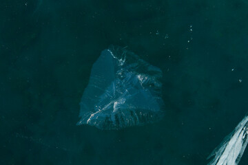 Obraz premium jellyfish in aquarium