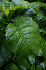 Dark green foliage. Close up of leaves with raindrops. Nature background