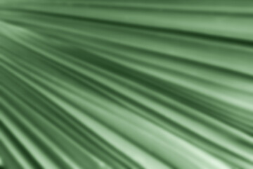 Nature blurred palm green leaf ifor abstract background