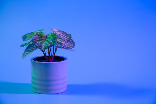 Pot with houseplant isolated in neon lighting.
