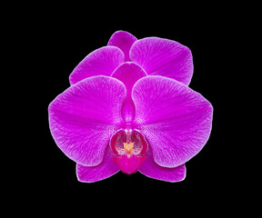 Isolated photo of purple orchid on black background. Flower photo named Phalaenopsis fangmei lucky song