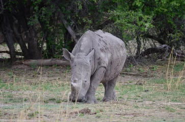 Foto op Plexiglas Young White Rhino in savannah Namibia Africa Breitmaul Nashorn © Andreas