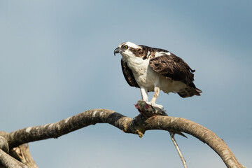 Osprey (Pandion haliaetus), also called sea hawk, river hawk, and fish hawk, is a diurnal, fish-eating bird of prey with a cosmopolitan range.
