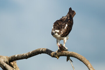 Osprey (Pandion haliaetus), also called sea hawk, river hawk, and fish hawk, is a diurnal,...