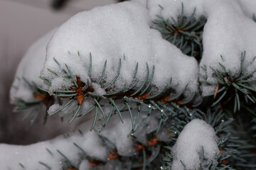 Snow on a branch of a Christmas tree in the yard, Kharkiv, Ukraine
