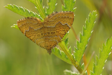 Closeup on a fresh emerged Yellow shell moth, Camptogramma bilineata, hanging head down in the vegetation