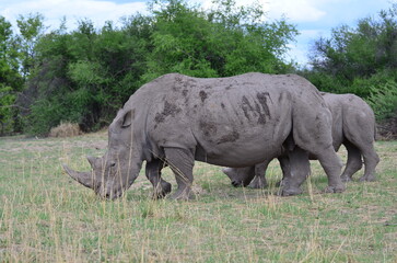 White Rhino in savannah Namibia Africa Breitmaul Nashorn
