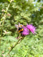 Spotted knapweed