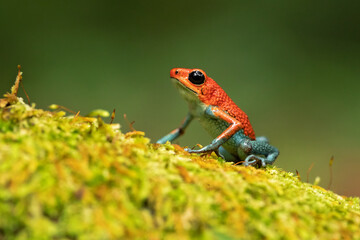 Granular poison frog or granular poison arrow frog (Oophaga granulifera) is a species of frog in the family Dendrobatidae, found in Costa Rica and Panama