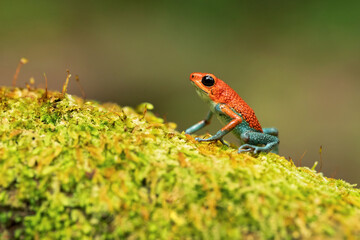 Granular poison frog or granular poison arrow frog (Oophaga granulifera) is a species of frog in the family Dendrobatidae, found in Costa Rica and Panama