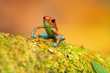 Granular poison frog or granular poison arrow frog (Oophaga granulifera) is a species of frog in the family Dendrobatidae, found in Costa Rica and Panama
