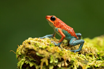 Granular poison frog or granular poison arrow frog (Oophaga granulifera) is a species of frog in the family Dendrobatidae, found in Costa Rica and Panama