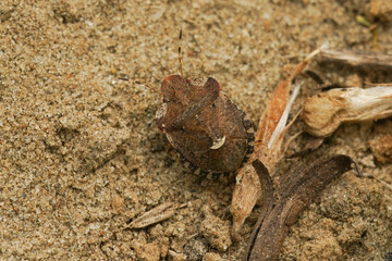 Closeup on a brown European bedstraw shield bug, Dyroderes umbraculatus on the ground