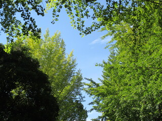 日本の初秋、うっすらと色付き始めたイチョウの木