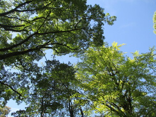 Obraz premium 日本の初秋、うっすらと色付き始めたイチョウの木