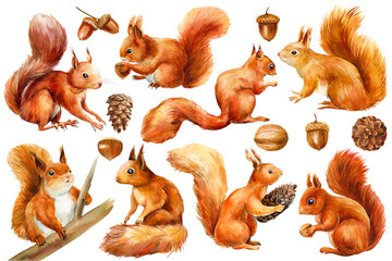 Set of squirrel and acorn, walnut, hazelnut, isolated on white background. Watercolor illustration - obrazy, fototapety, plakaty
