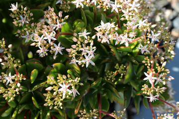 Taylor's Parches (Crassula lactea) in bloom with white flowers : (pix SShukla)