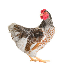 Pygmy cockerel breed Wyandot, isolated on white