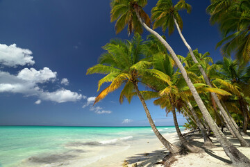 Karibikstrand mit Palmen